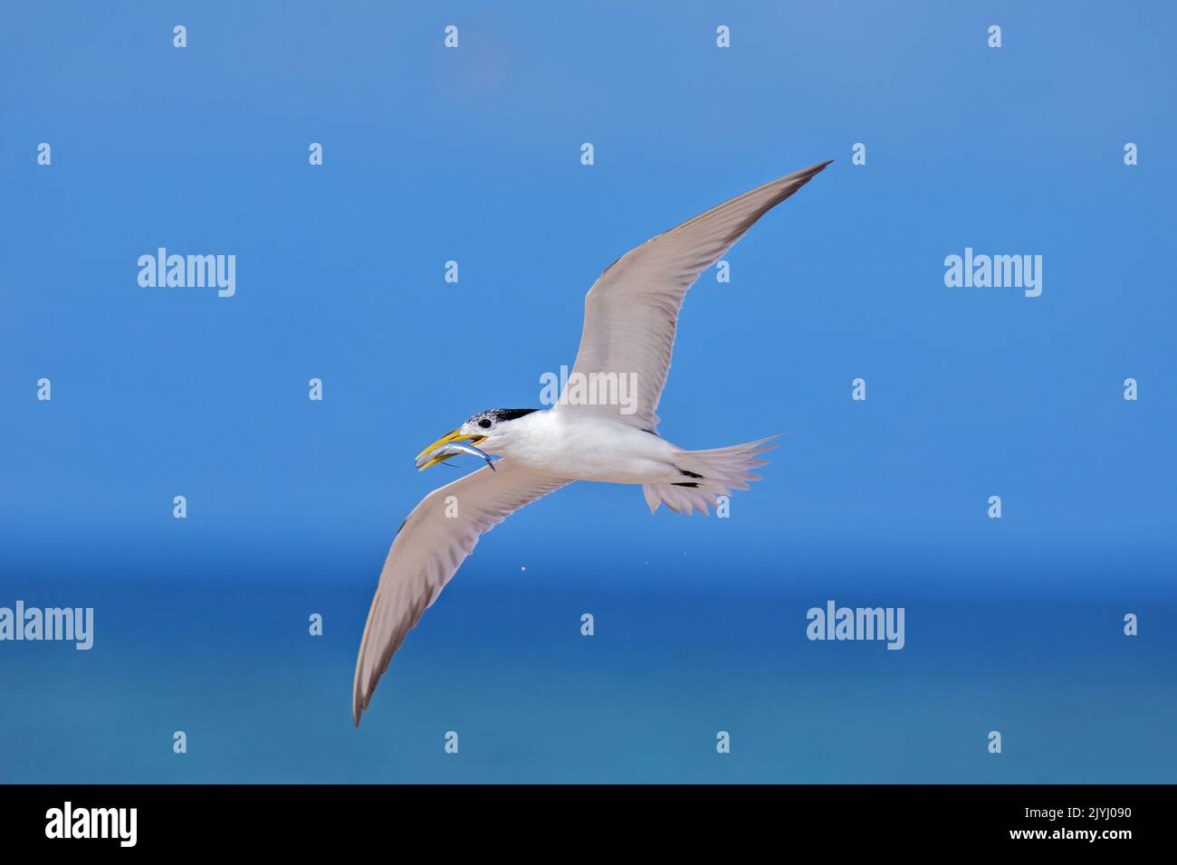 greater crested tern (Thalasseus bergii, Sterna bergii), in flight with caught fish in the bill, Australia, Queensland Stock Photo