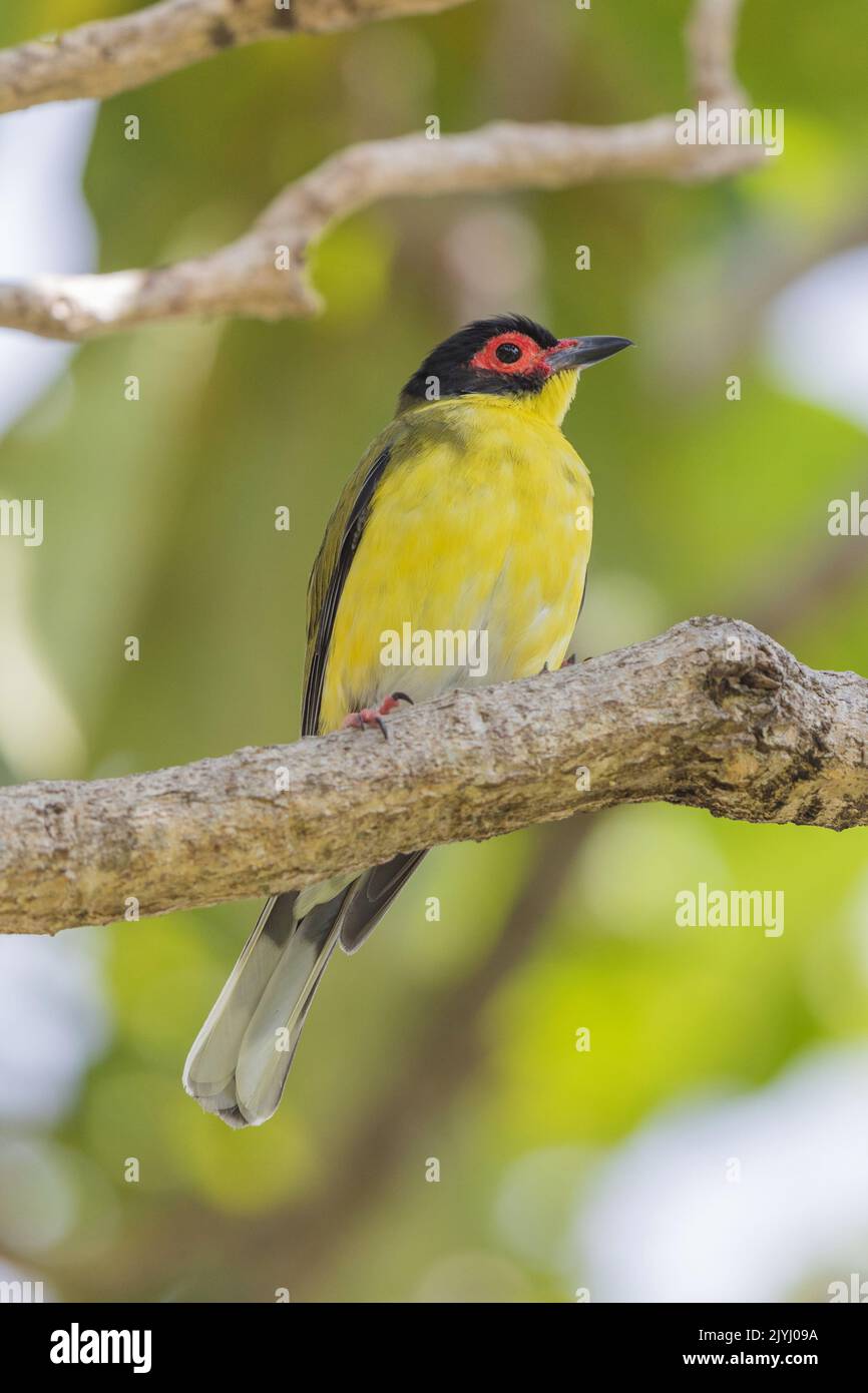 Australasian figbird, Green figbird (Sphecotheres vieilloti), male perched on a branch