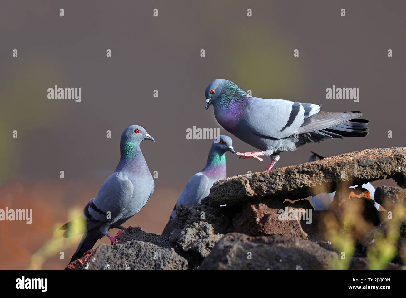 feral rock pigeon (Columba livia), male displays in front of female on lava rocks, Canary Islands, Lanzarote, Timanfaya National Park Stock Photo