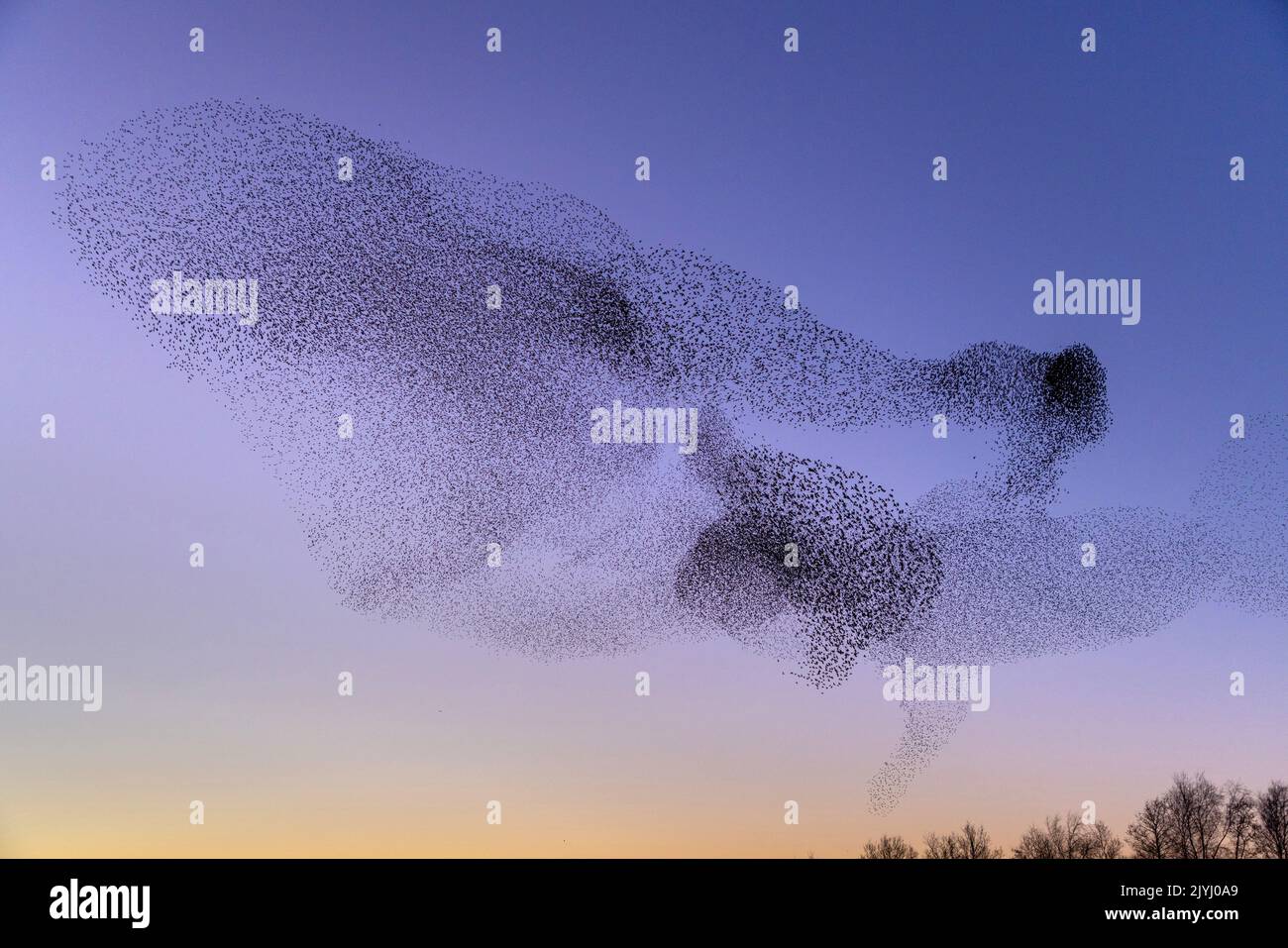 common starling (Sturnus vulgaris), flock flying to the roosting place after sunset, large flock in formation flight, Netherlands, Frisia, Leeuwarden Stock Photo