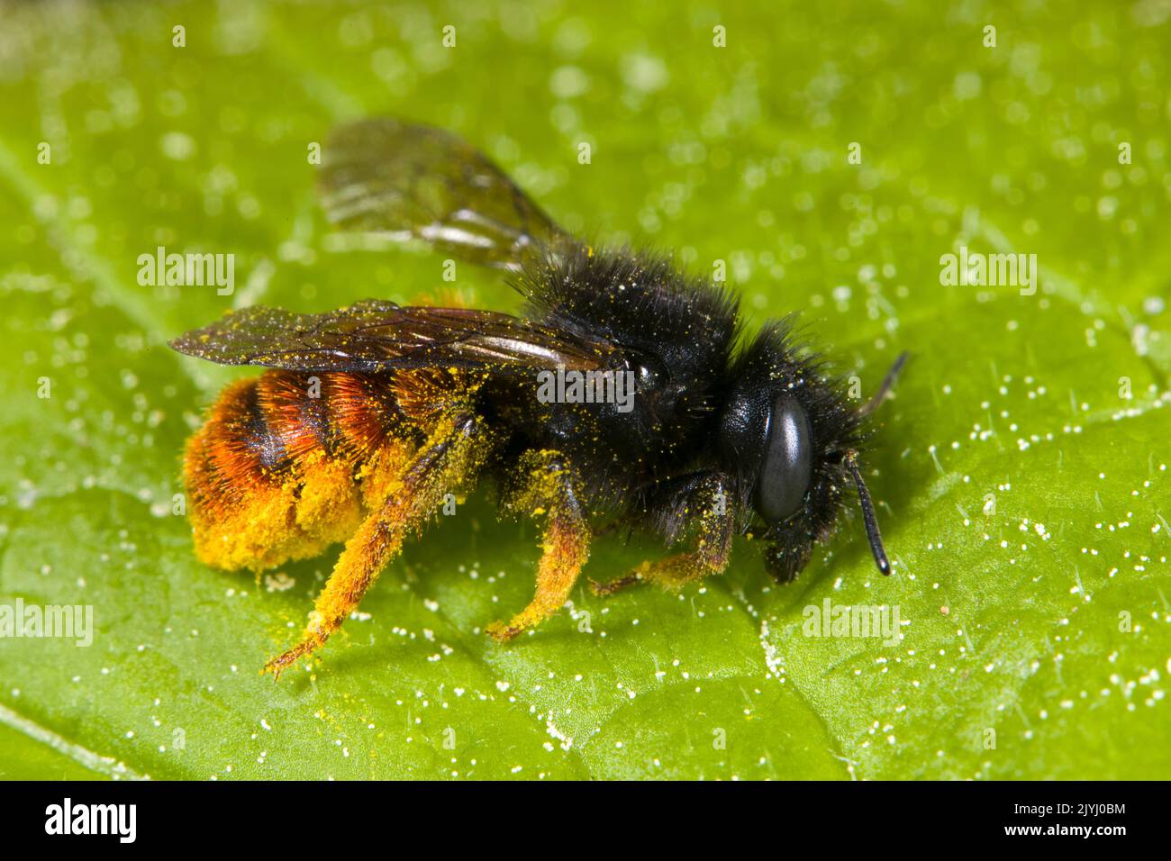 Bicoloured mason bee, Mason bee (Osmia bicolor), female, Germany Stock Photo