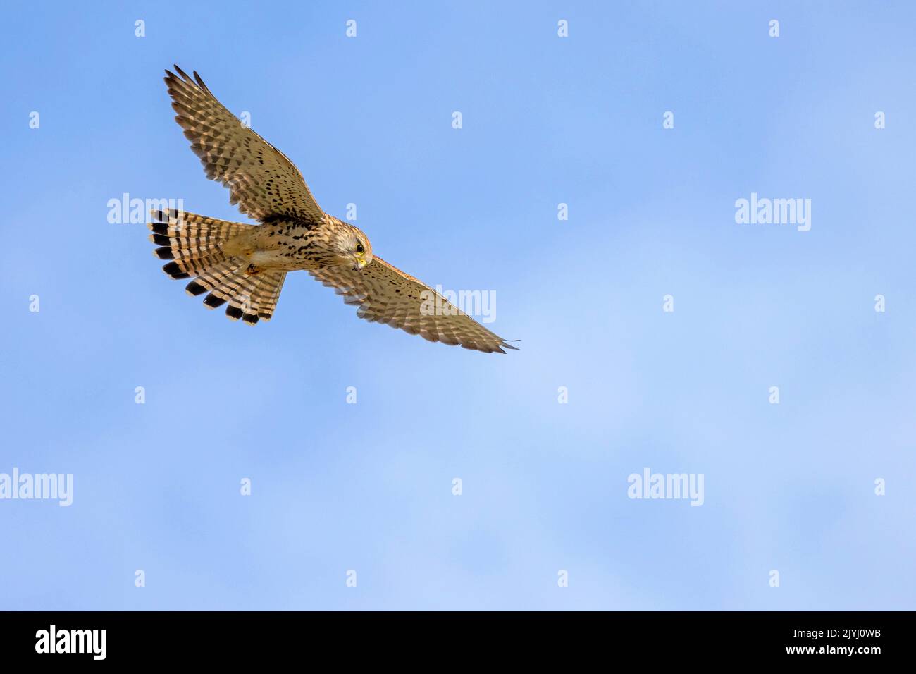 European Kestrel, Eurasian Kestrel, Old World Kestrel, Common Kestrel ...