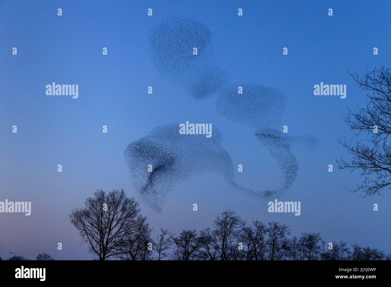 common starling (Sturnus vulgaris), flock flying to the roosting place after sunset, large flock in formation flight, Netherlands, Frisia, Ryptsjerk Stock Photo