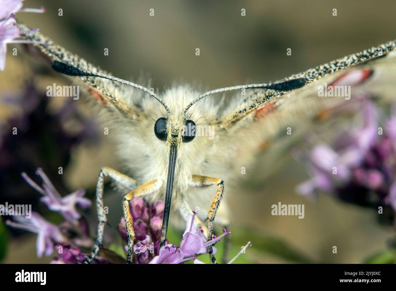 apollo (Parnassius apollo), portrait, Germany, Bavaria, Altmuehltal ...