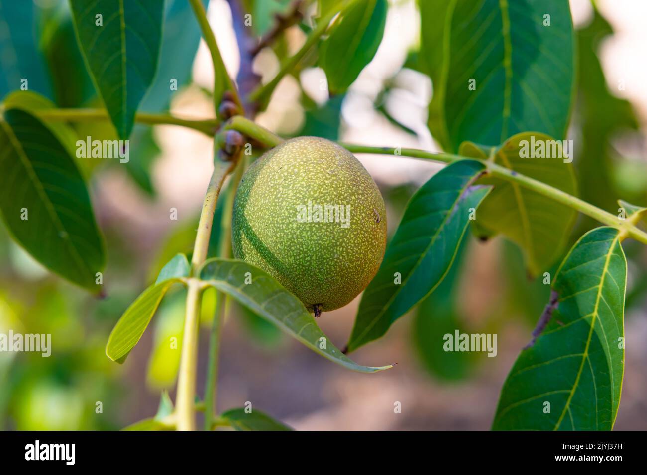 Walnut on branch. A raw green walnut on the tree. Fruit farming Stock Photo
