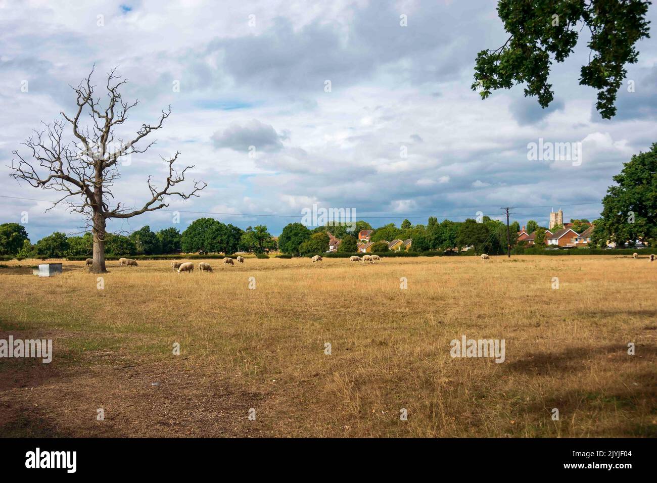 View across meadows with sheep towards Staplehurst in Kent, during the drought with grass turned brown Stock Photo