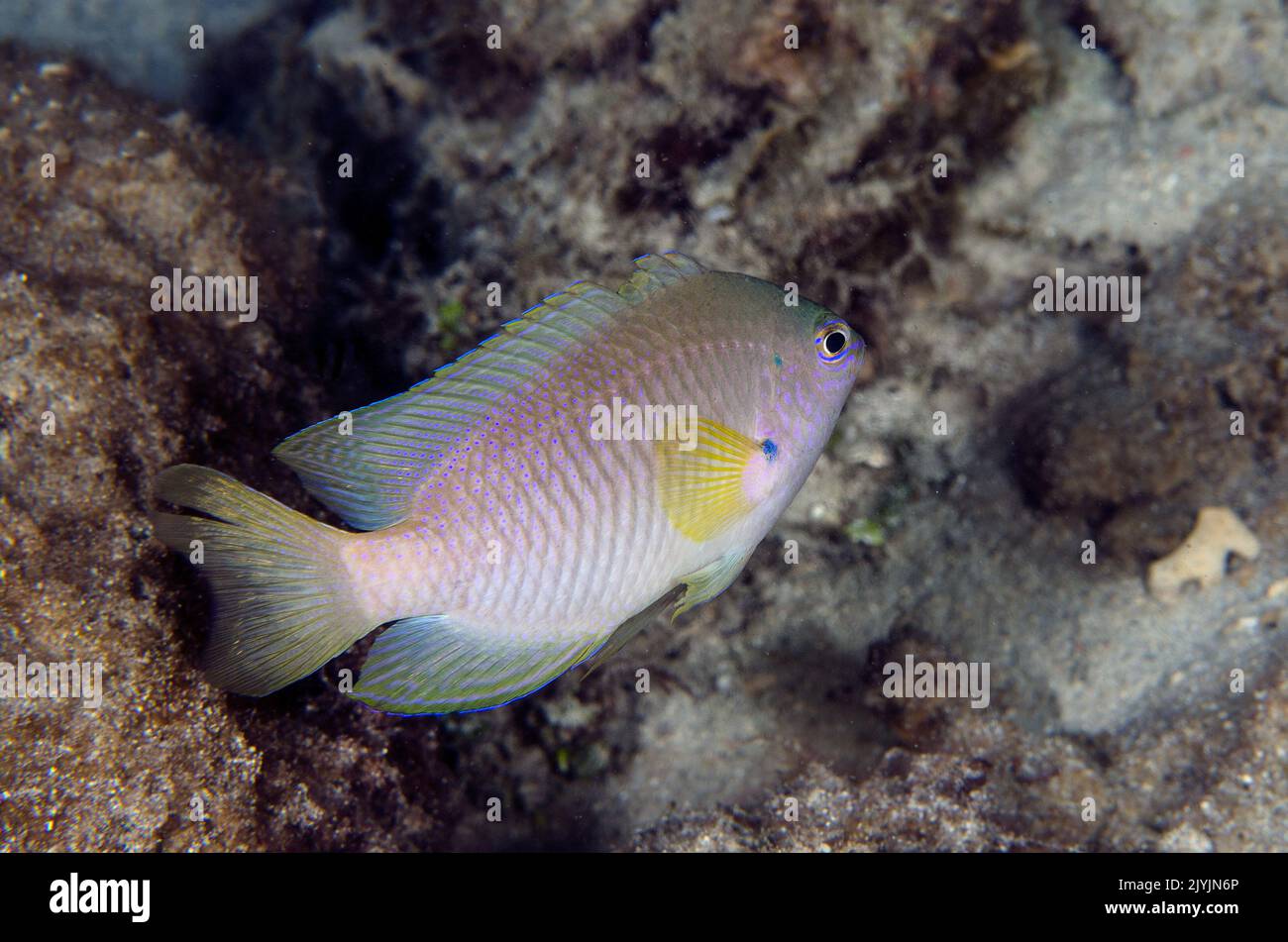 Ambon Damsel, Pomacentrus amboinensis, Pomacentridae, Anilao, Batangas, Indo-pacific Ocean, Asia Stock Photo