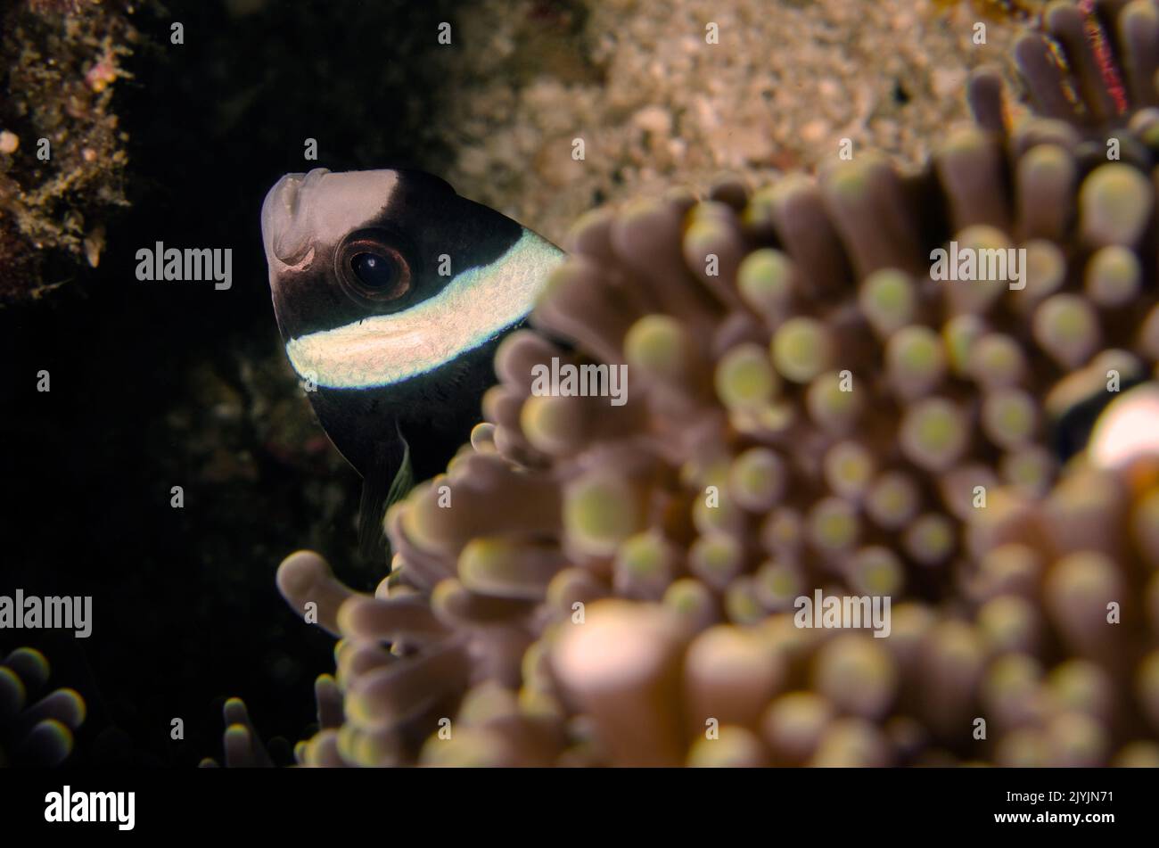 Clark's  anemonefish, Amphiprion clarkii, Amphiprionidae, Anilao, Philippines, Asia Stock Photo