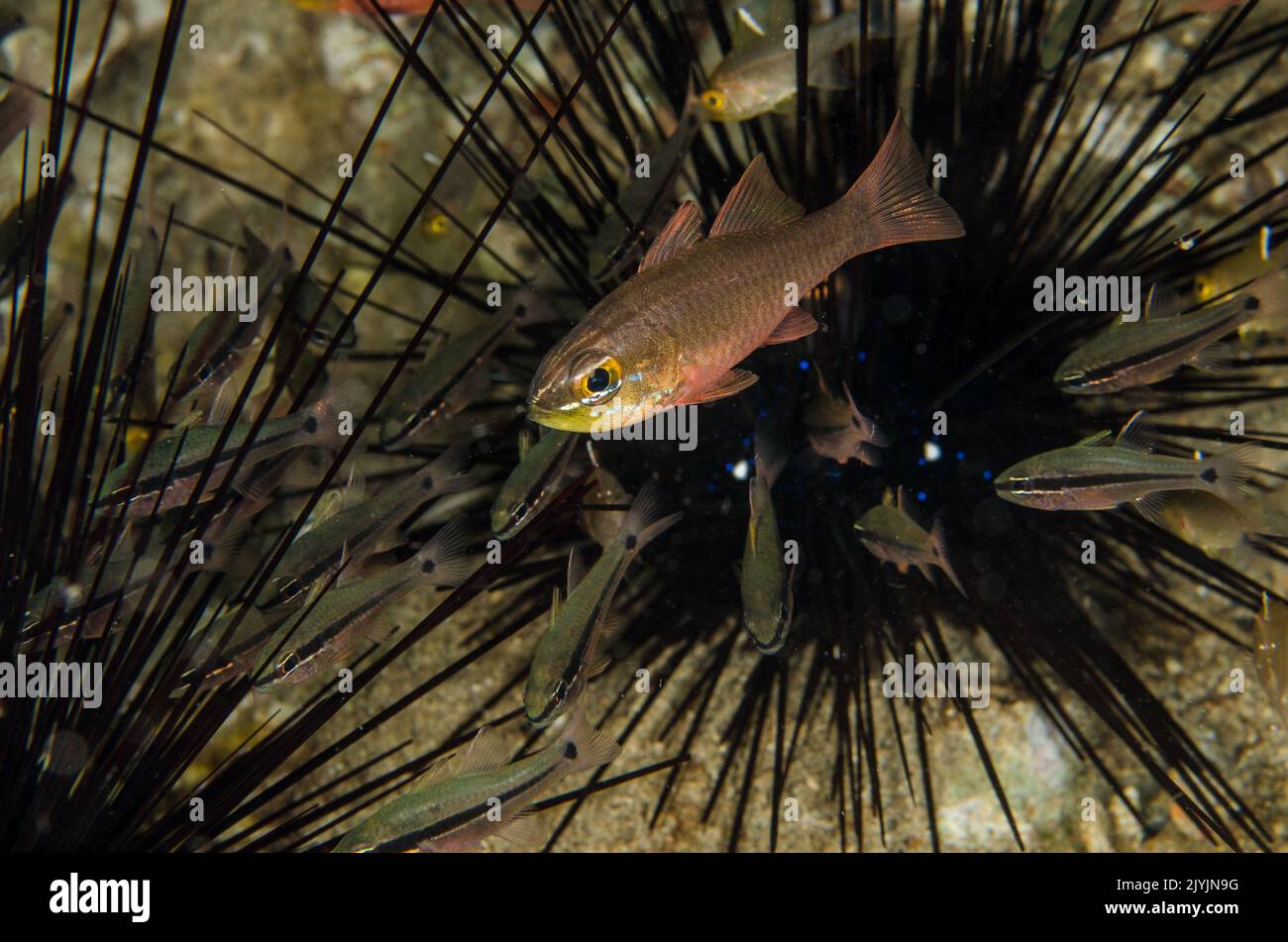 Goldbelly Cardinal Fish, Ostorhinchus apogonidesis,  Apogonidae,  in mutualistic symbiosis with a sea urchin Diadema, Anilao, Philippines, Asia Stock Photo