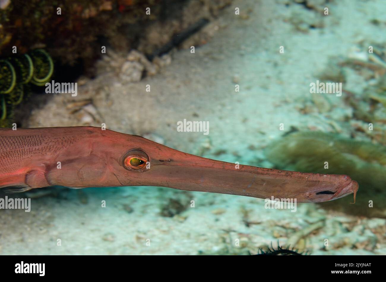 Trumpetfish, Aulostomus chinensis, Aulostomidae, Anilao, Philipphines, Asia Stock Photo