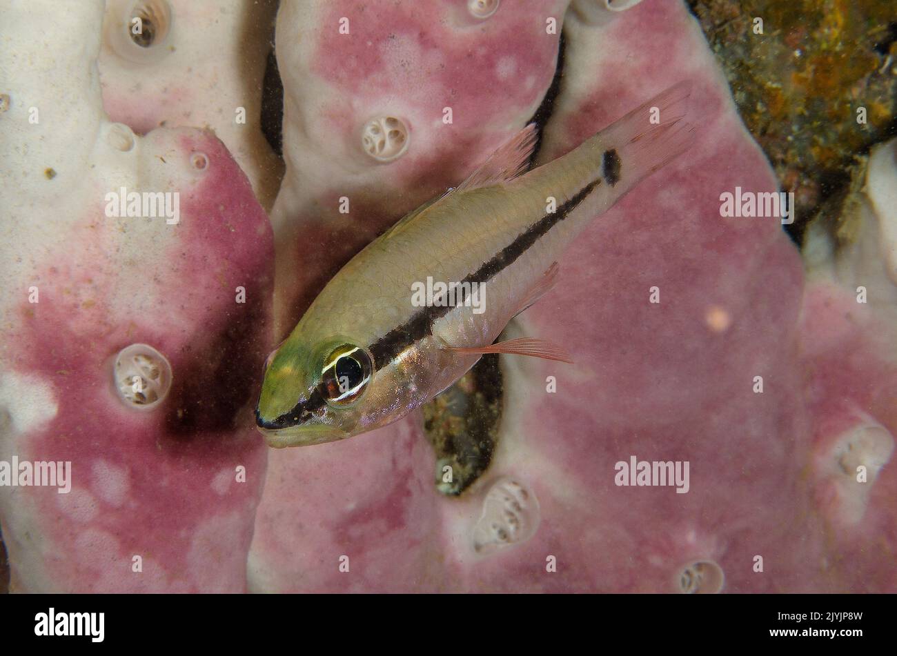 Spur-ceeek Cardinalfish, Apogon fraenatus, Apogonidae, Anilao, Philippines, Asia Stock Photo