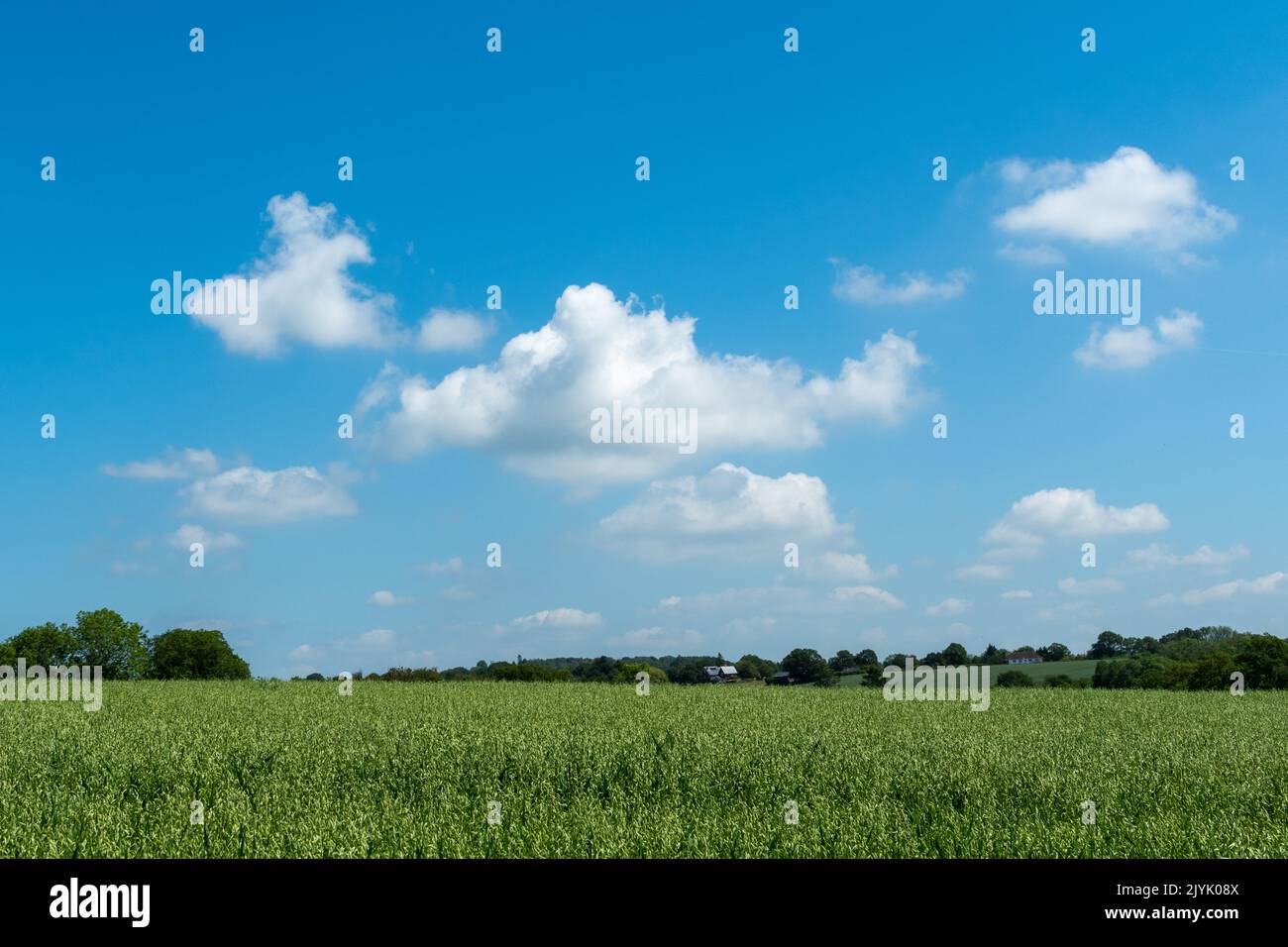 A field of green wheat with bright blue sky and some fluffy white ...