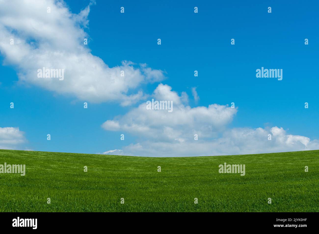 A field of green wheat with bright blue sky and some fluffy white ...