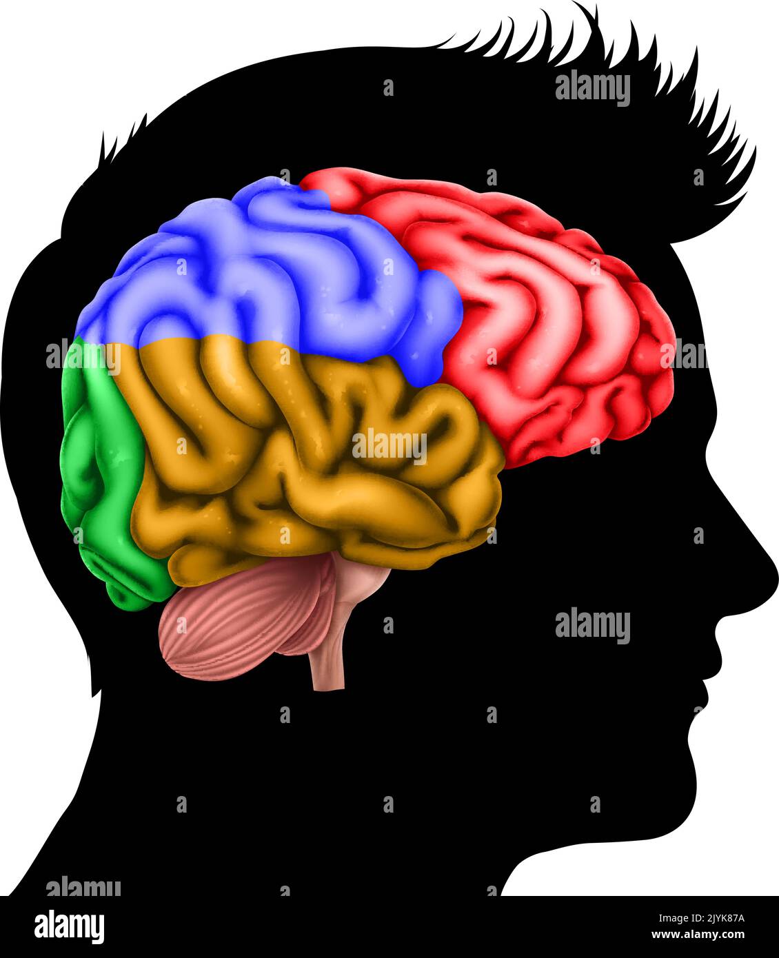 Man Head in Silhouette Profile with Brain Concept Stock Vector