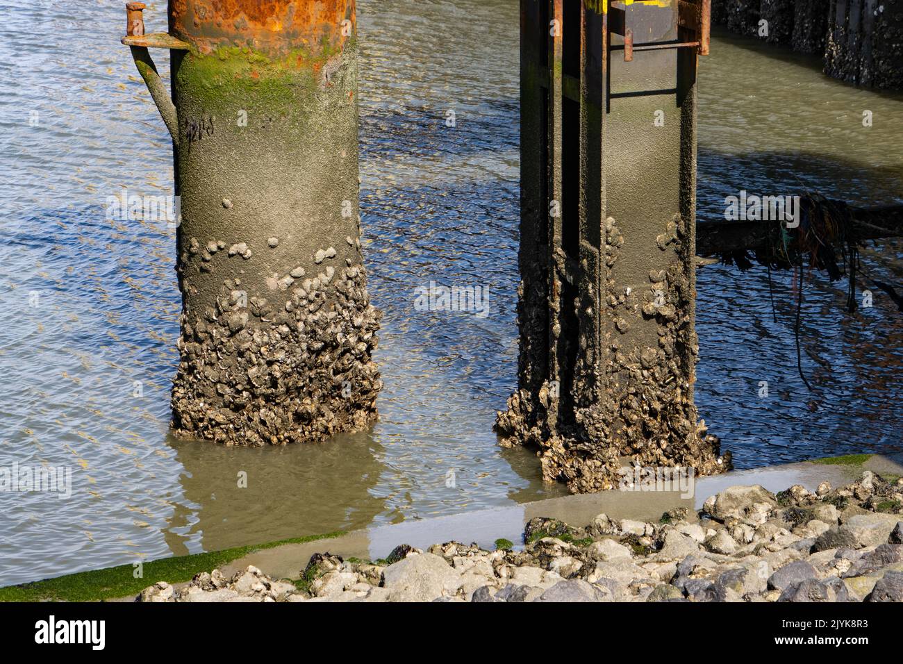 Metal pole in the water covered with oysters Stock Photo