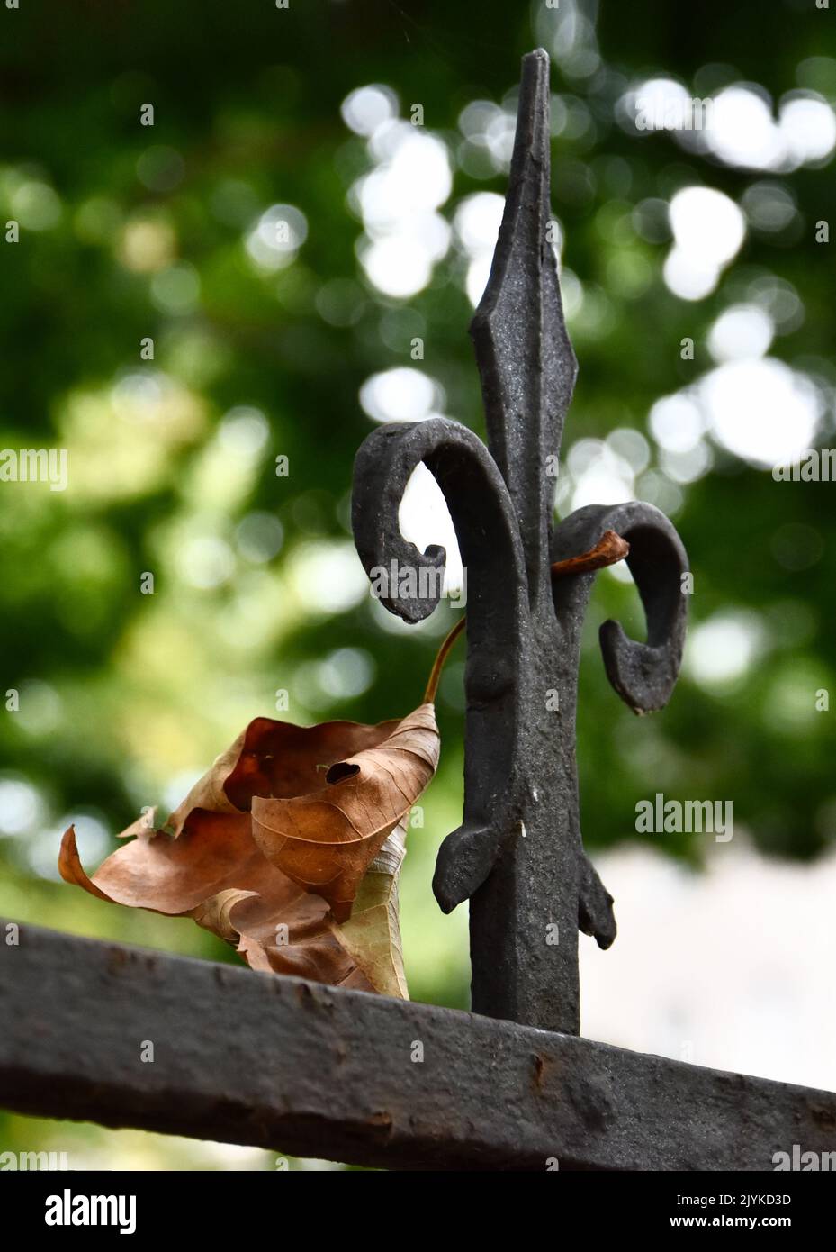 Dry Leaf On An Iron Fence Stock Photo