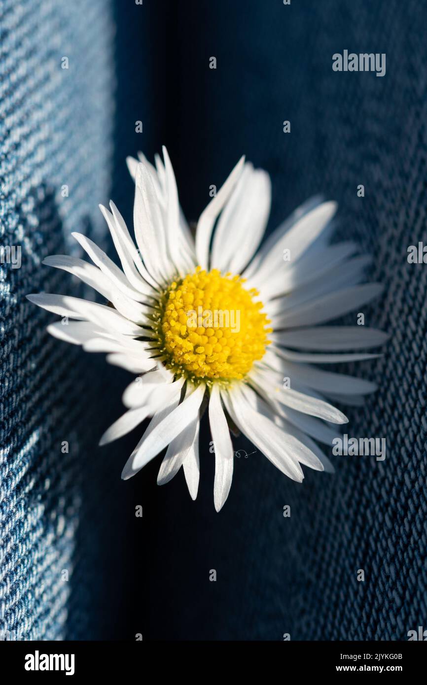 A daisy on a blue background Stock Photo
