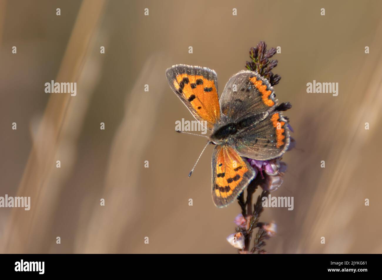 A copper butterfly on a brown background Stock Photo