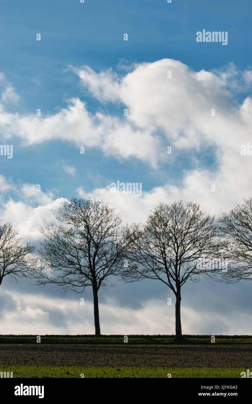 Trees in front of a cloudy sky Stock Photo - Alamy