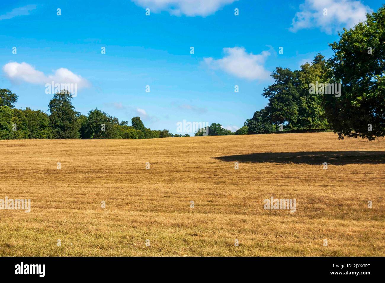 Linton park near Maidstone in Kent during the drought with meadows grass turned brown Stock Photo