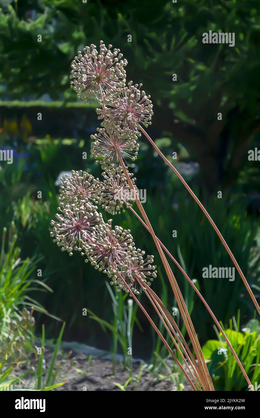 Ripe onion seeds, Allium, decorative spherical inflorescences Stock ...