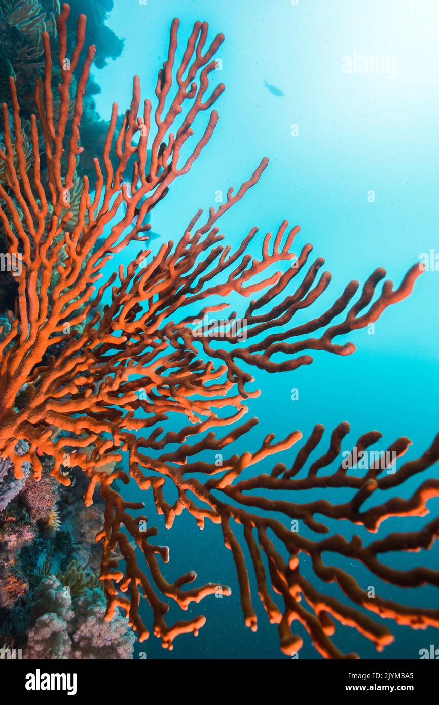 A large orange Sinuous sea fan (Eunicella tricoronata) reaching out with its branches Stock Photo