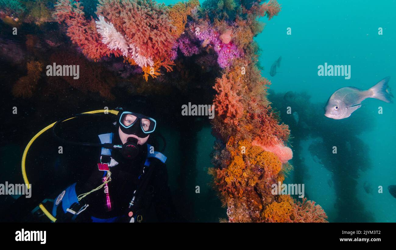 A scuba diver framed by Multicoloured seafans covering the bridge of an old ship wreck underwater Stock Photo