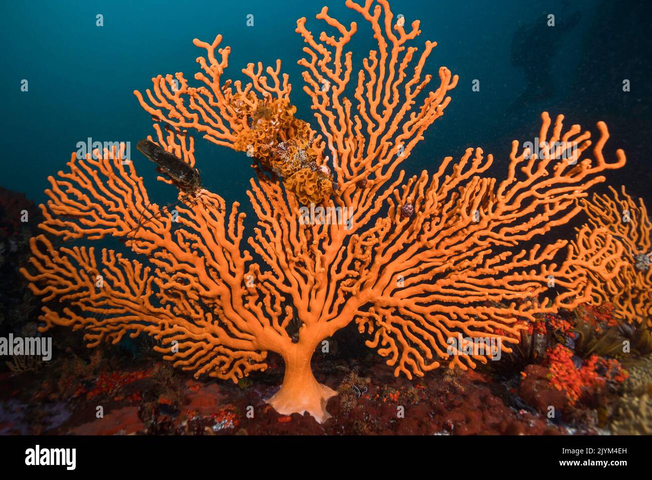 A single large bright orange Sinuous sea fan (Eunicella tricoronata) standing out against the dark background Stock Photo