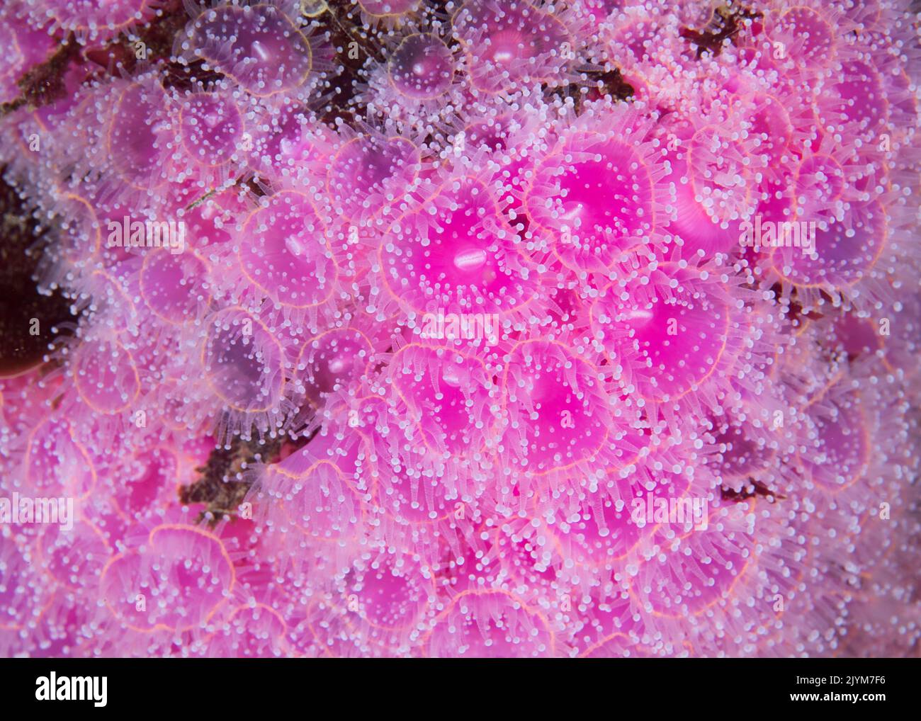 Closeup of bright colored Strawberry Anemones (Actinia fragacea) grouped together Stock Photo