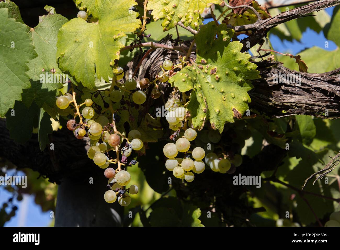 Dry grapes due to lack of rain during a drought Stock Photo
