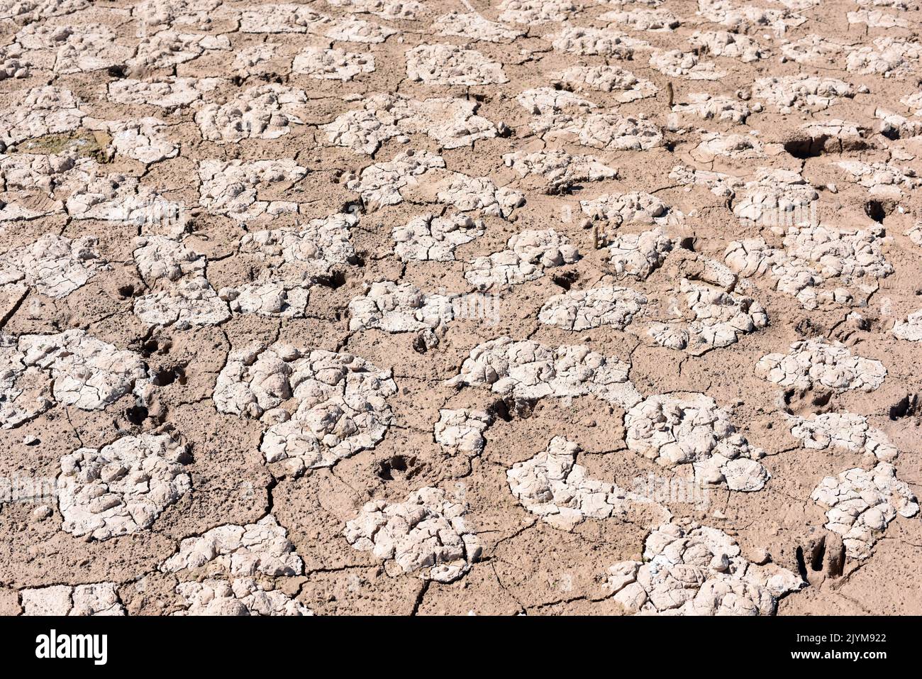 Tierra seca, cuarteada, debido a la sequía, producido por el cambio climático Stock Photo