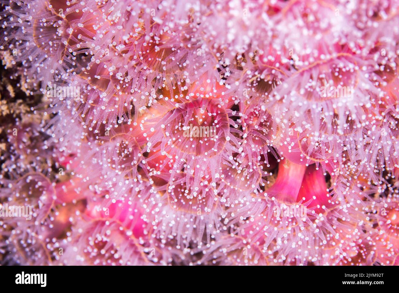 Macro of the beautiful small pink Strawberry Anemones (Actinia fragacea) Stock Photo