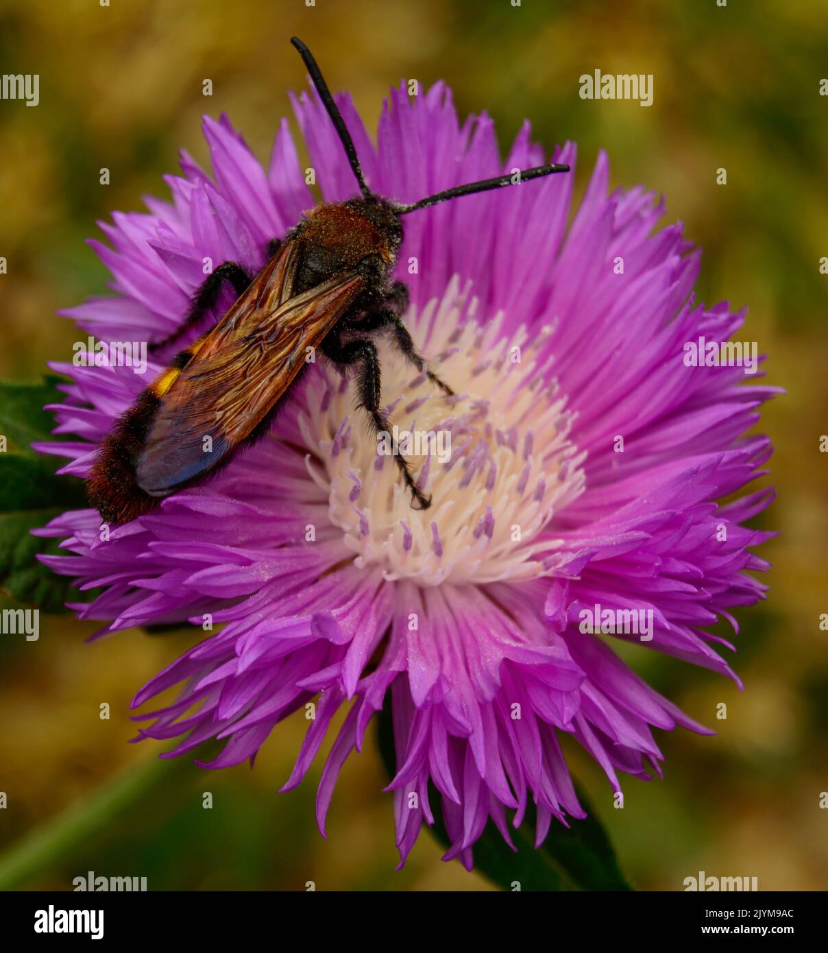 Wild hornet is pollinates pink cornflower - close up photo. Stock Photo