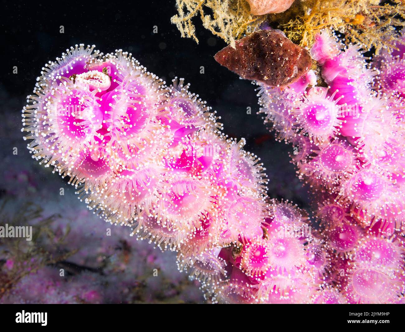 Strawberry Anemones (Actinia fragacea) covering a protrusion on the reef underwater Stock Photo