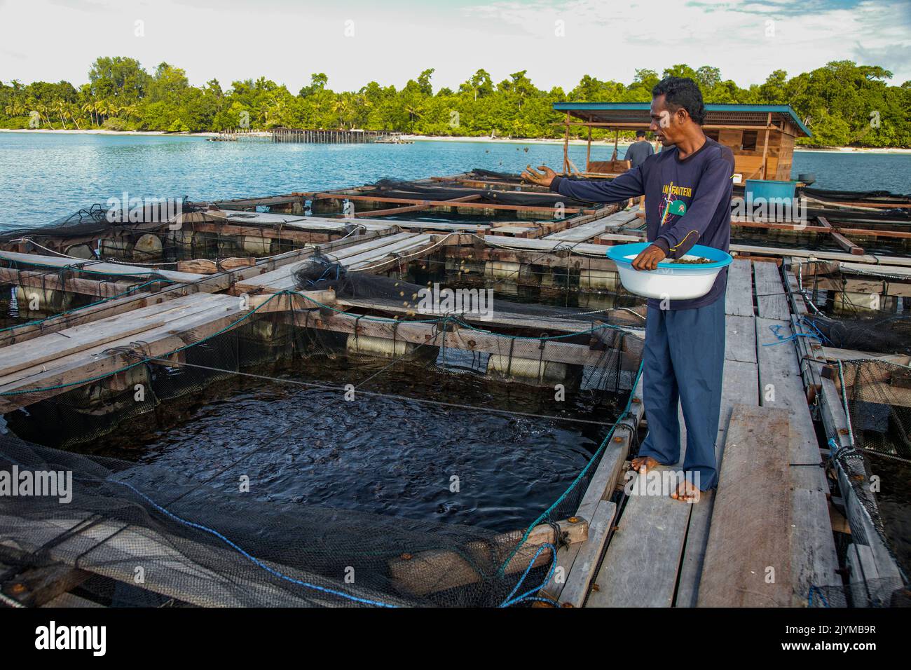 Aquaculture, feeding groupers in floating ponds at sea, Aru Islands ...