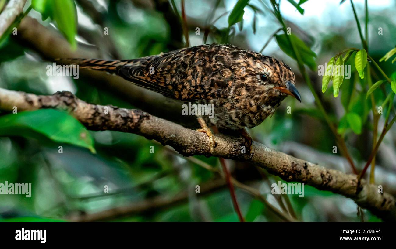 Banded bay cuckoo (Cacomantis sonneratii) on a branch, Ketambe, Aceh, Sumatra, Indonesia Stock Photo