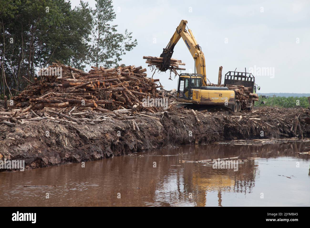 Industrial timber plantation, Harvesting timber, Riau, Sumatra