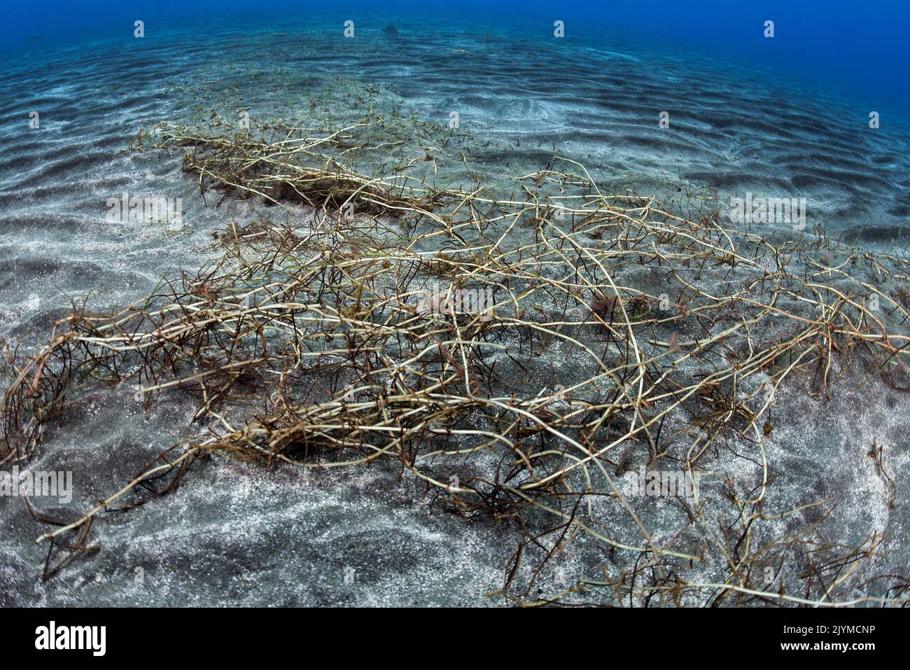 Slender Seagrass (Cymodocea nodosa), Tenerife, Canary Islands Stock