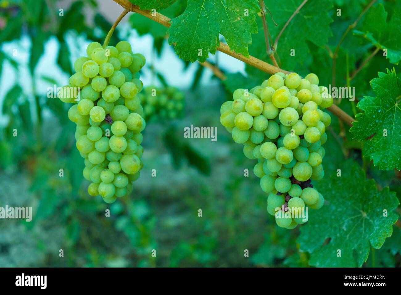 Grapes ripening on the vine, grapes ripening on the vine concept idea Stock Photo Alamy