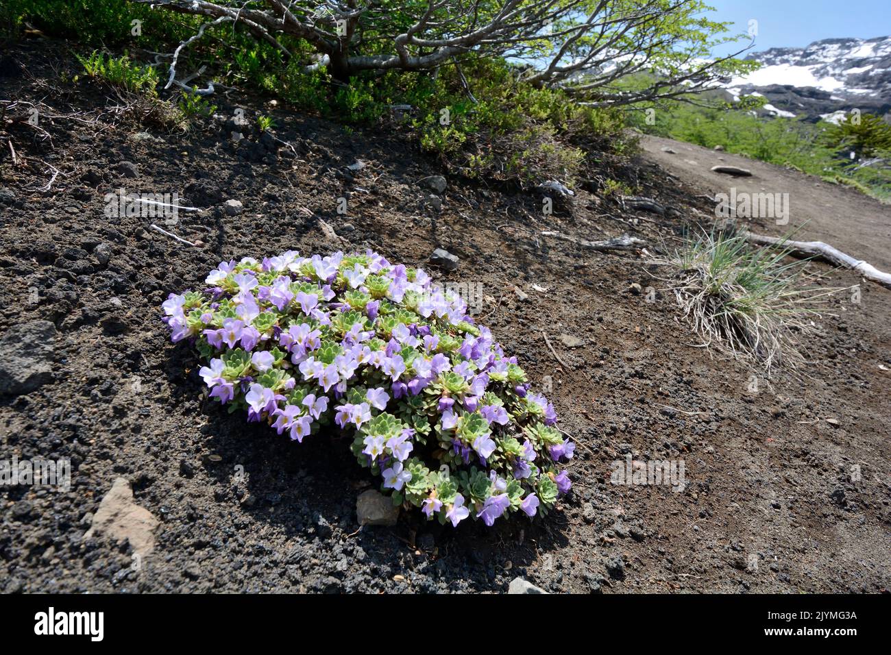 Hierba de corazon (Viola cotyledon), Violaceae native to Chile, summer flowering, Sierra Nevada, Conguillio National Park, Araucania Region, Chile Stock Photo