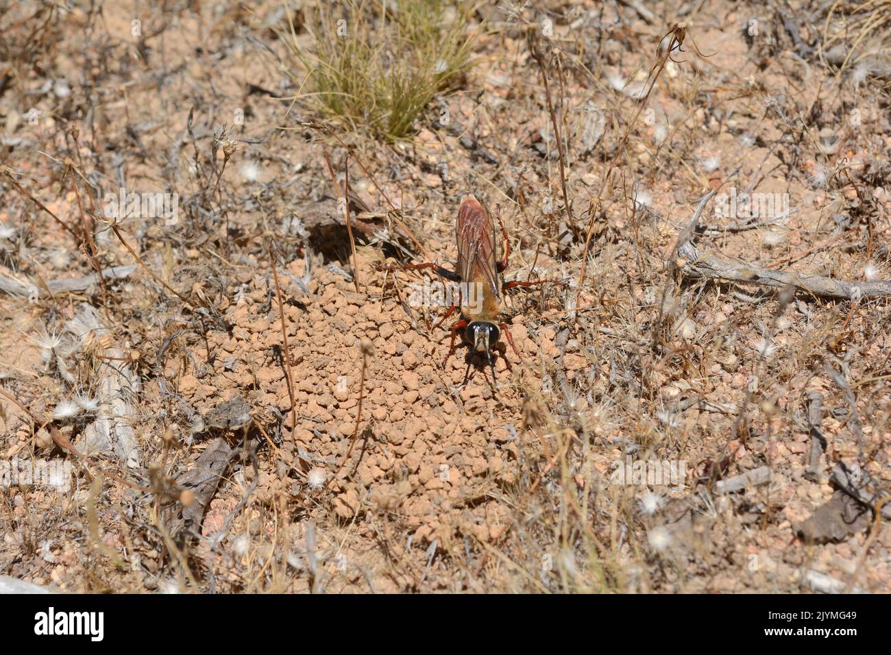 Avispa gallo (Sphex latreillei), Hymenoptera Sphecidae, male waiting for a female to come out of her burrow to mate, Reserva Nacional Los Ruiles, Maule Region, Chile Stock Photo