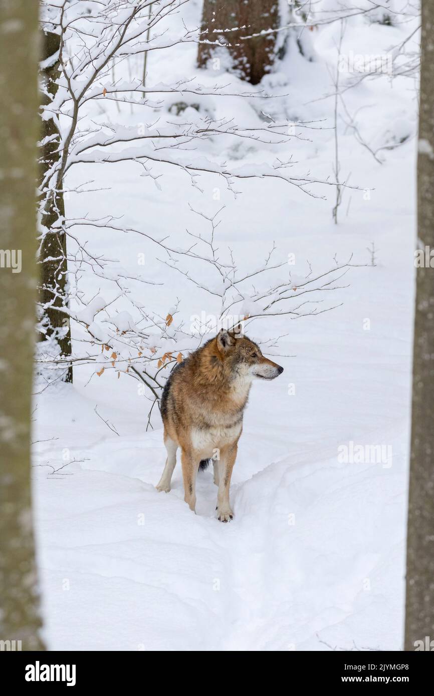 Gray Wolf (Canis lupus) during winter in National Park Bavarian Forest ...