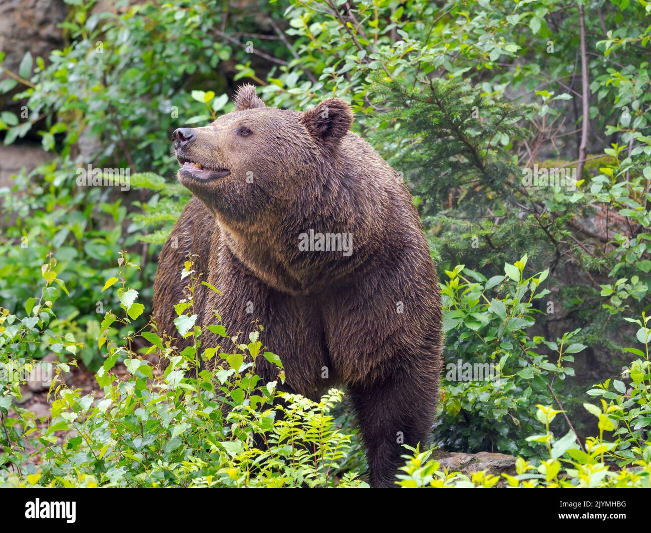 Eurasian brown bear (Ursus arctos arctos) National Park Bavarian Forest ...