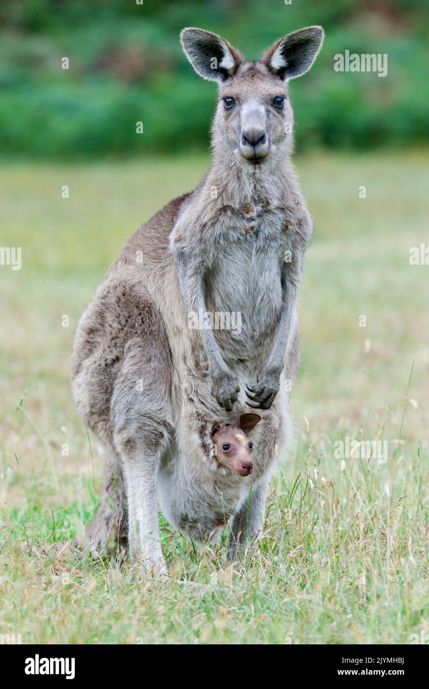 Eastern Grey Kangaroo Macropus Giganteus Mother With Joey Small