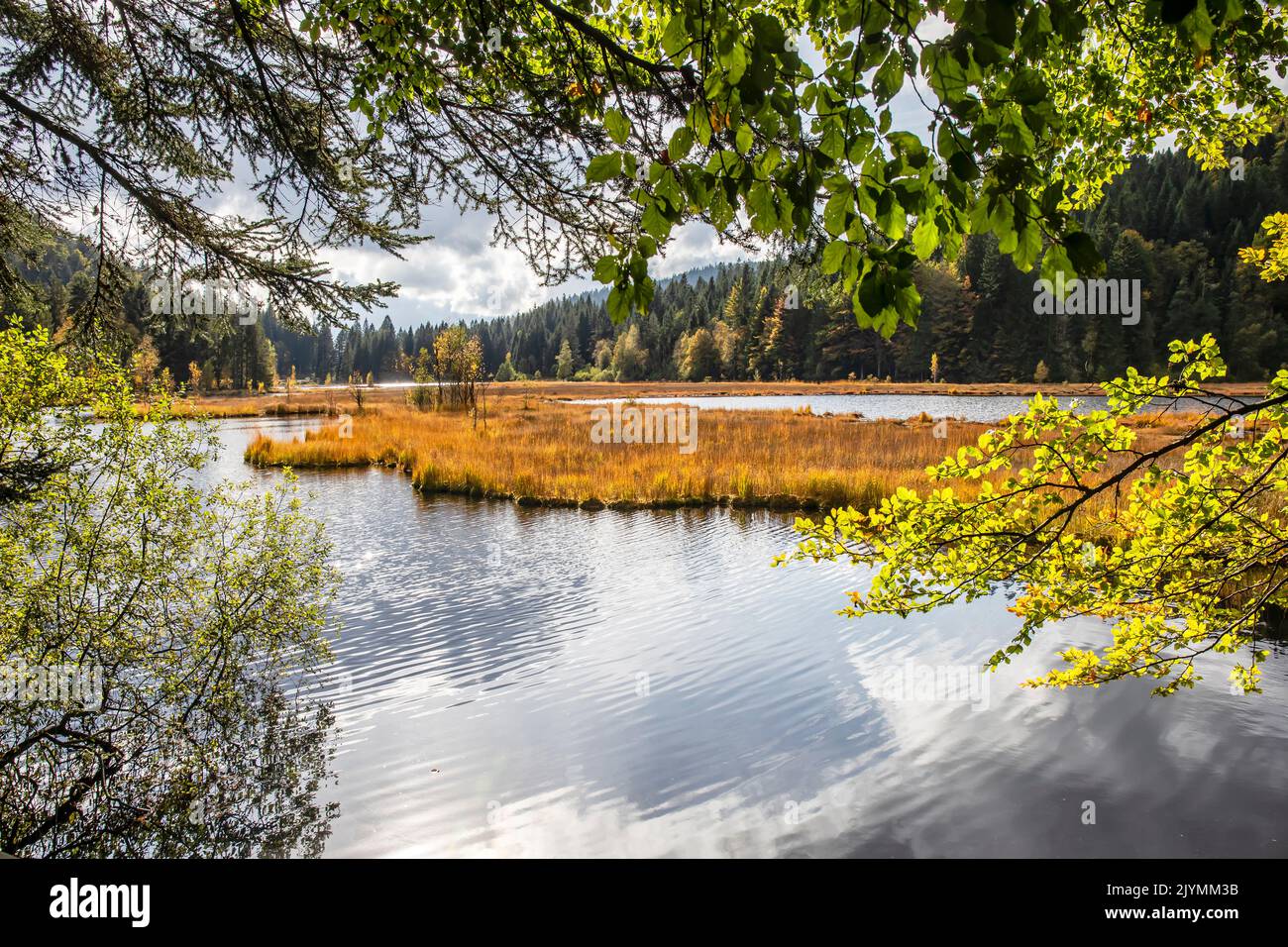 Landscape of the Lispach Lake in autumn, View on the floating peat bog, Surroundings of La Bresse, Vosges, France Stock Photo