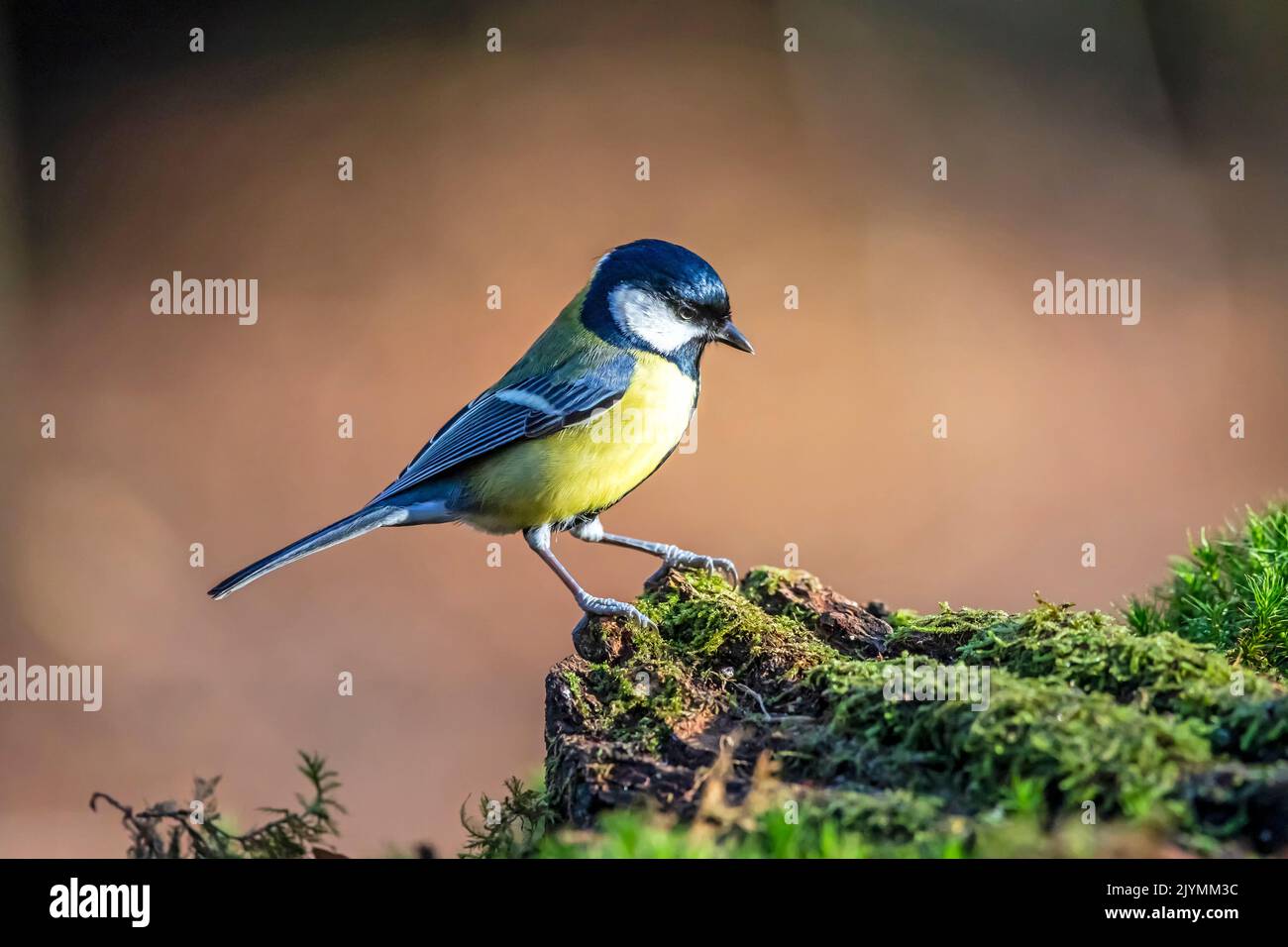 Great tit (Parus major) on a mossy stump in autumn, Country garden, Lorraine, France Stock Photo