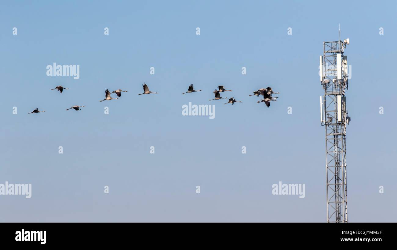 Common crane (Grus grus) group in flight near a 5G telephone base station against a blue winter sky, Lorraine countryside near Ansauville, Meurthe-et-Moselle, France Stock Photo
