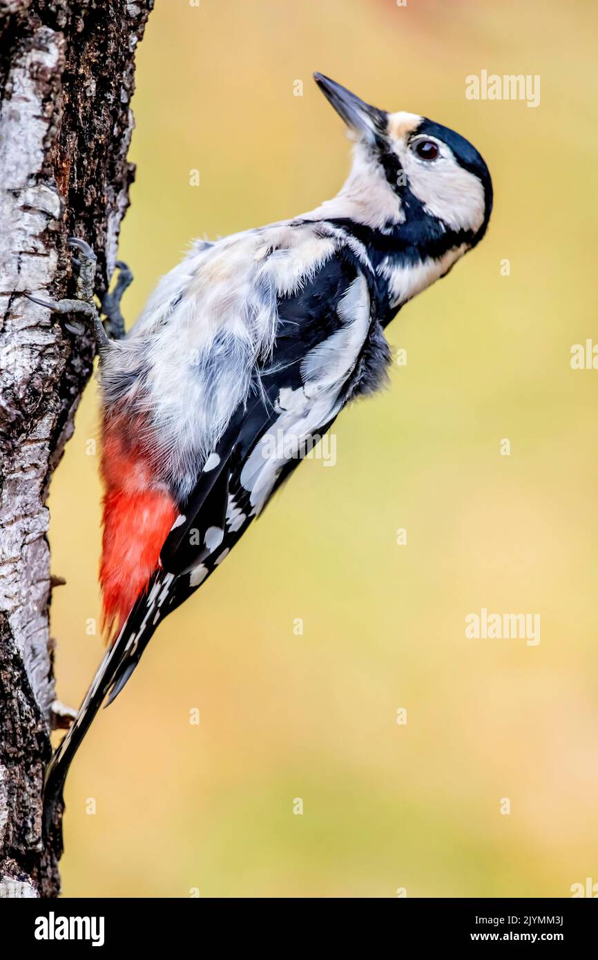 Spotted Woodpecker (Dendrocopos major) on a birch trunk in winter, Country garden, Lorraine, France Stock Photo