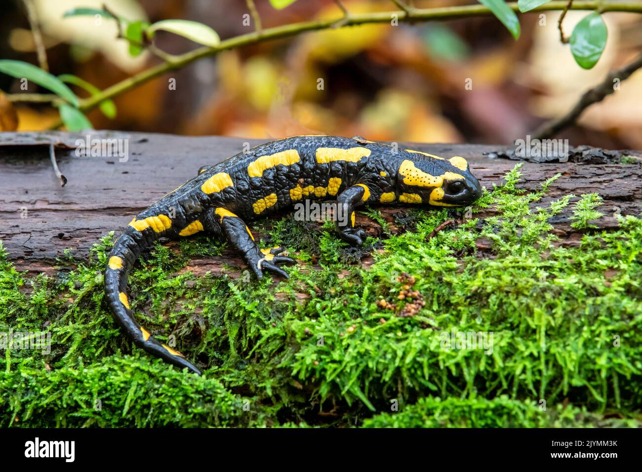 Fire salamander (Salamandra salamandra) on the ground in the undergrowth in autumn, Massif de la Forêt de la Reine, Environs de Toul, Meurthe-et-Moselle, France Stock Photo
