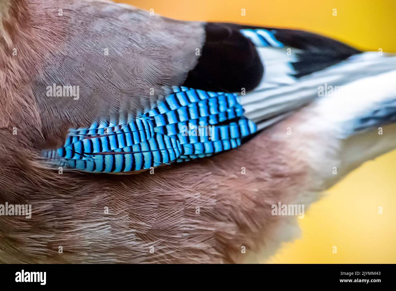 Eurasian Jay (Garrulus glandarius) wing feathers, Lorraine, France Stock Photo
